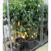 Лимон цитрусовое растение 1,5-1,6 метра 